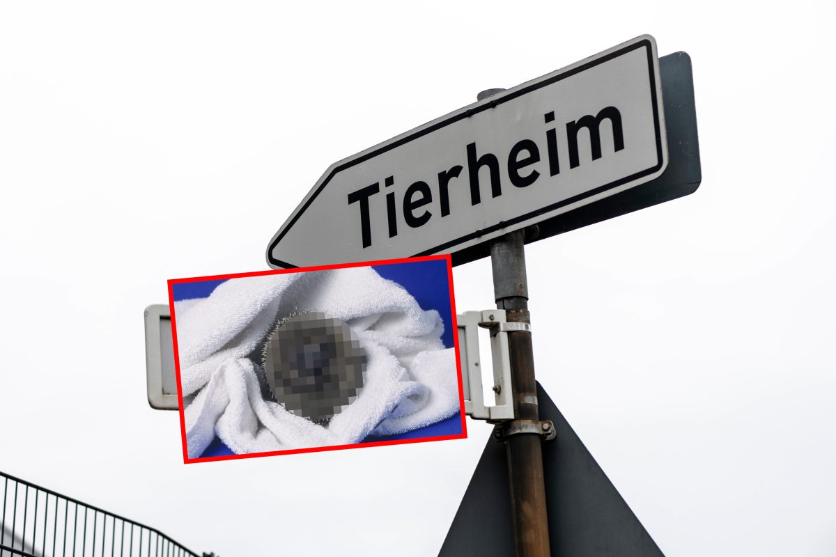 Tierheim NRW Igel
