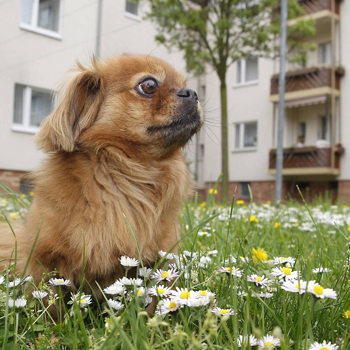 Hund in NRW wird mit schrecklichen Verletzungen ins Tierheim gebracht – „Art von Tierquälerei“