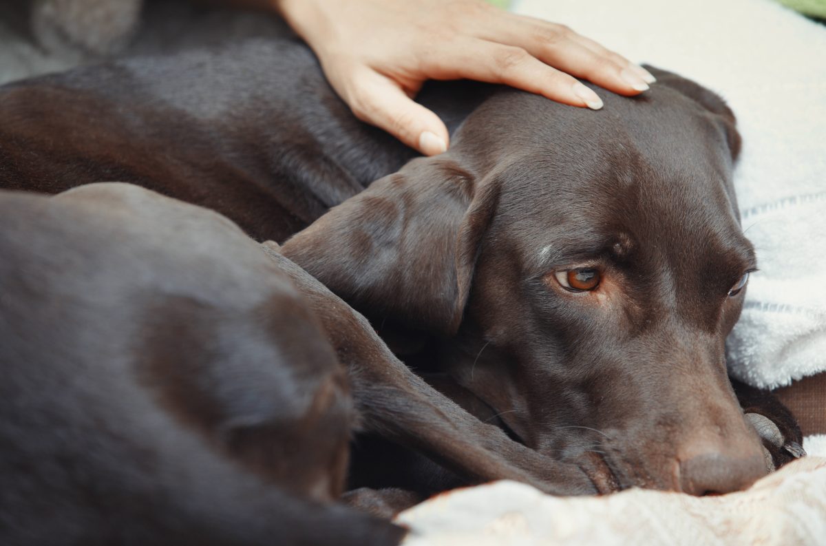 Hund in Oberhausen trauert