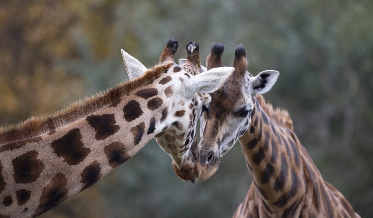Zoo Giraffen
