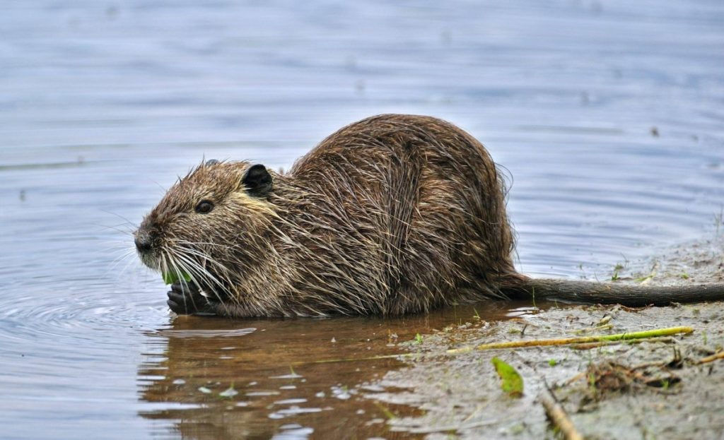 nutria