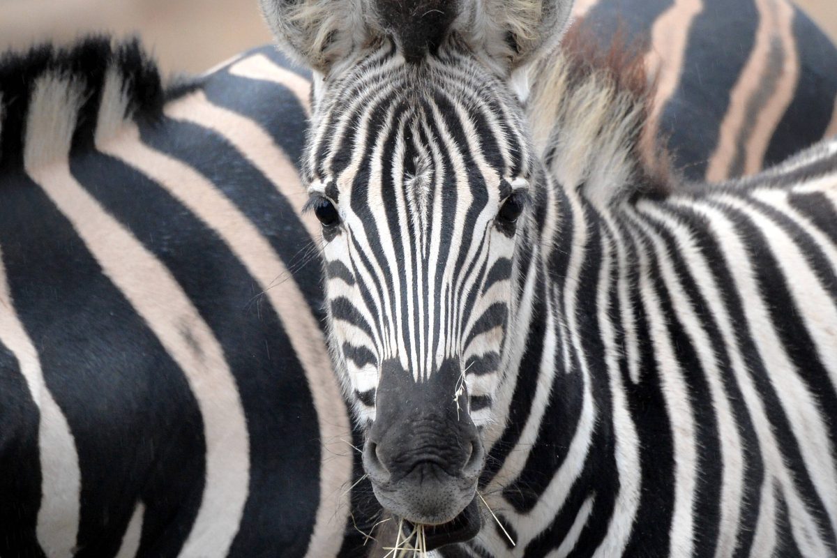 Zebras in NRW Symbolbild