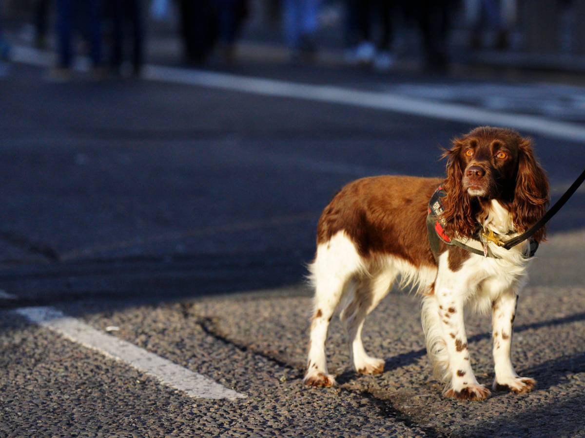 Ein Hund in Oberhausen kam auf der Straße ums Leben (Symbolbild).