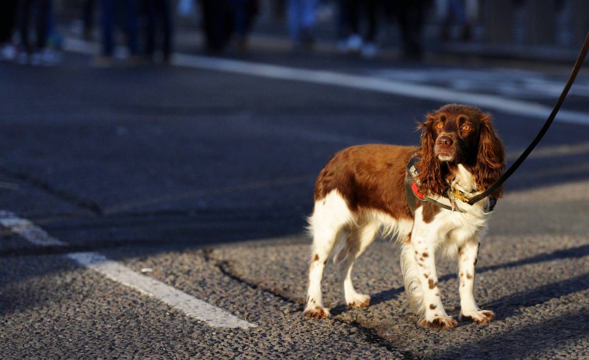 Ein Hund in Oberhausen kam auf der Straße ums Leben (Symbolbild).