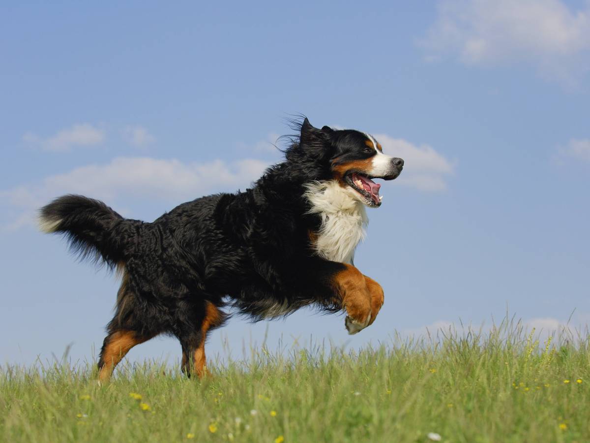 Ein Berner Sennenhund tobt auf der Wiese.