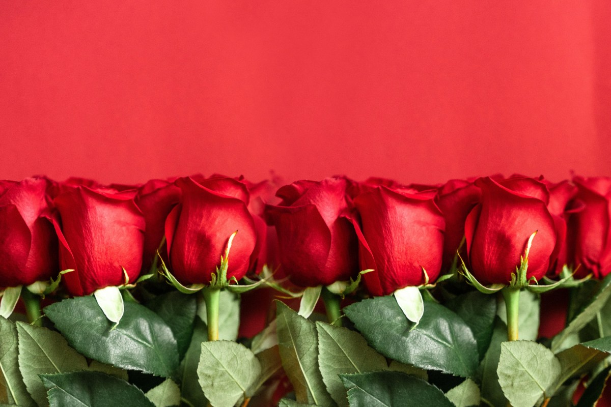 Rote Rosen als Valentinstaggeschenk