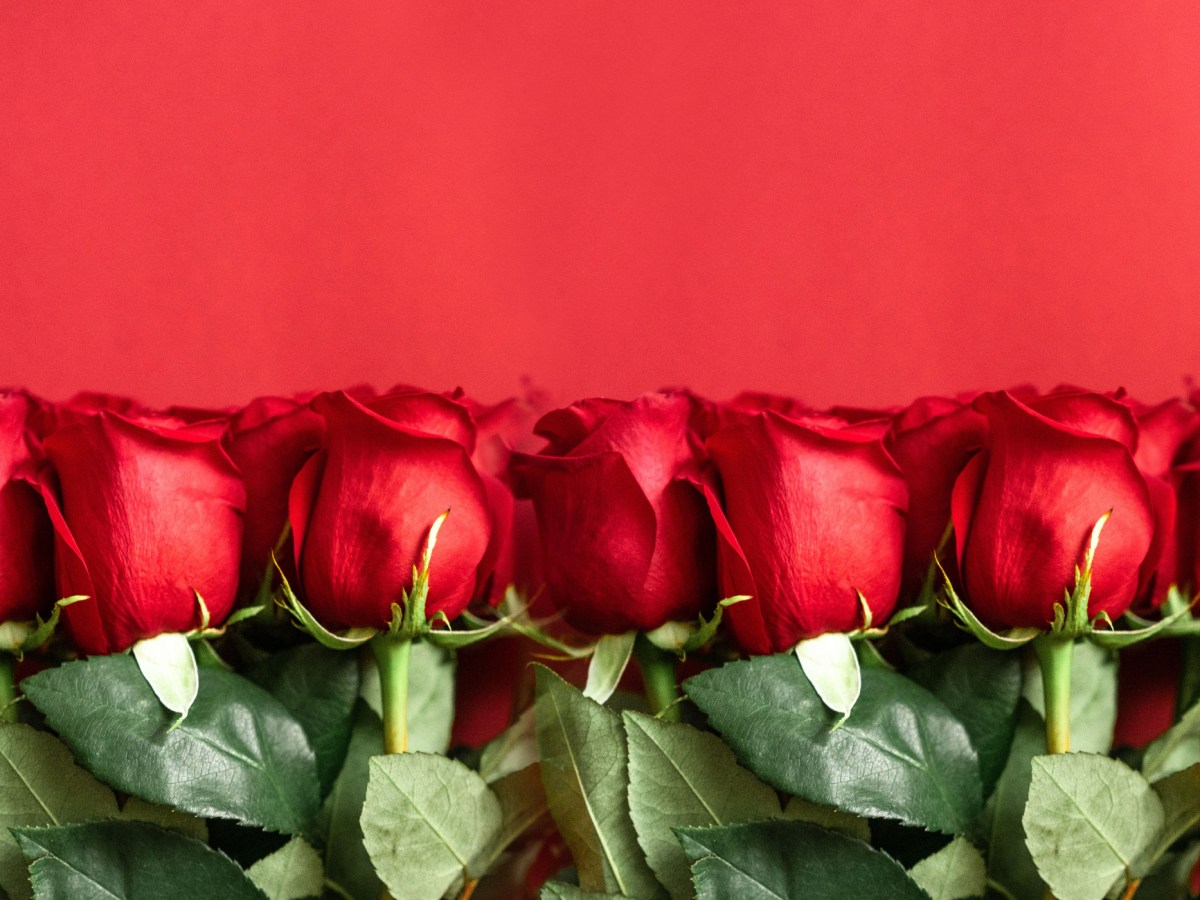 Rote Rosen als Valentinstaggeschenk