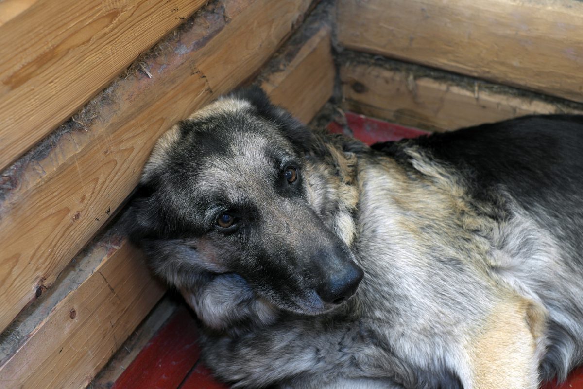Hund