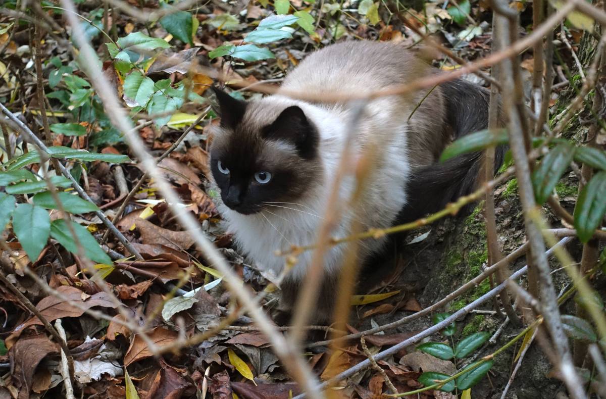 Tierheim in NRW: Zwei niedliche Vierbeiner im Wald ausgesetzt.