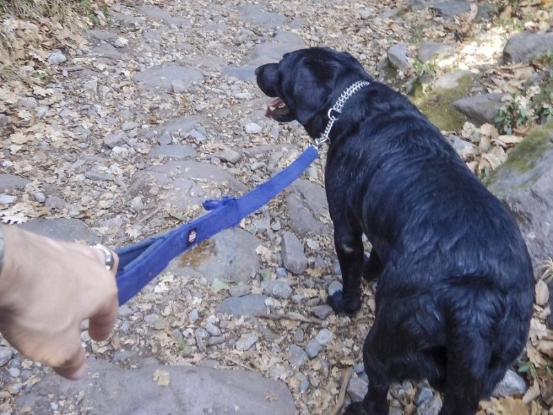 Hund in NRW: Vierbeiner geht mit Herrchen Gassi – plötzlich schwebt er in Gefahr