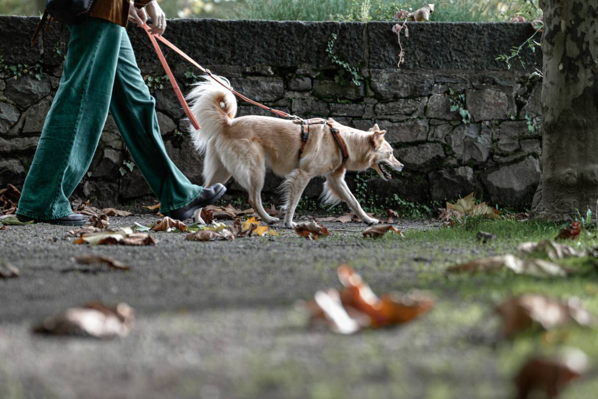 Gelsenkirchen Hund