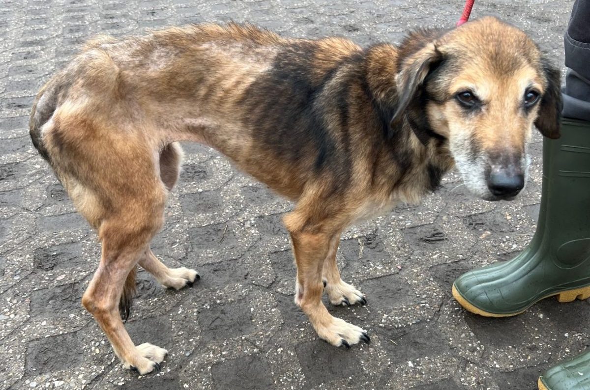 Abgemagerter Hund in der Obhut des Tierheims Köln-Dellbrück in NRW