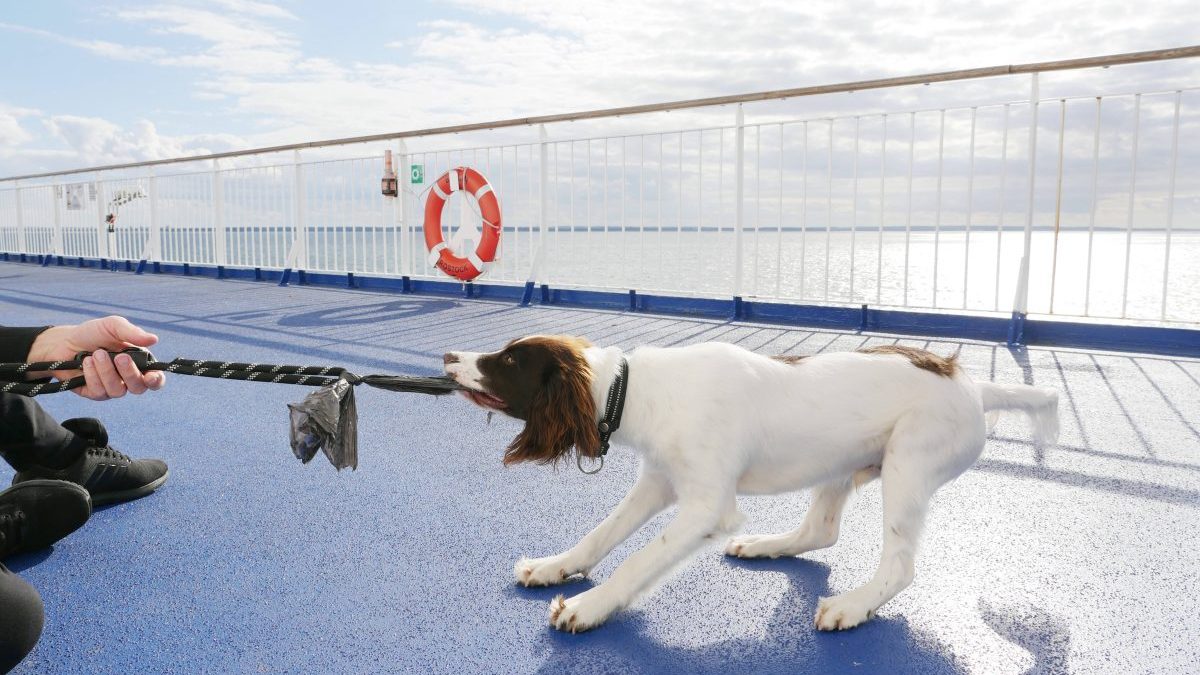 Kreuzfahrt mit Hund bestreiten? Diese strengen Regeln kommen auf Tier-Halter zu