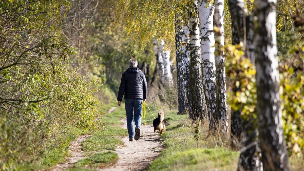 Mann beim Gassigehen mit Hund im Wald