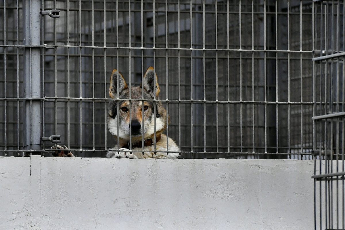 Tierheim in NRW: Krasse Vorwürfe – „Es muss nicht immer alles gerettet werden“