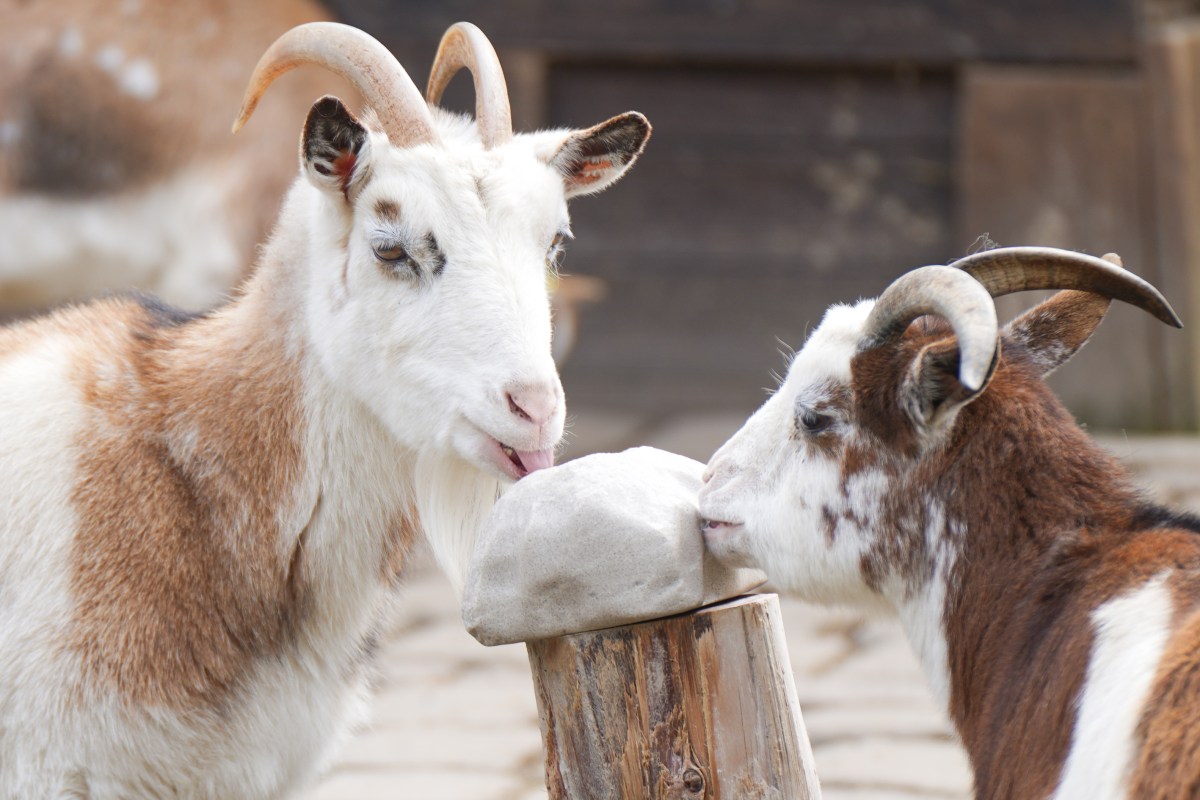 Tierpark Bochum