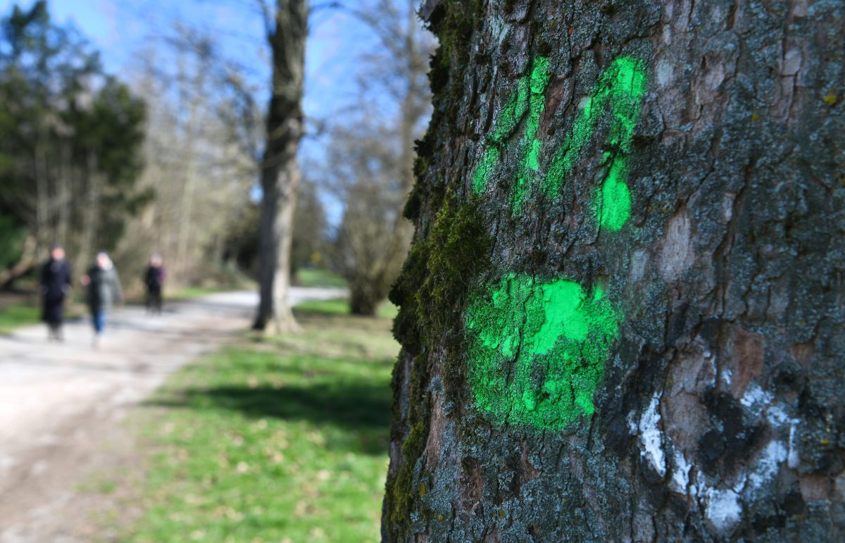 Mülheim: Mysteriöse Symbole an Bäumen lässt Schlimmes erahnen.