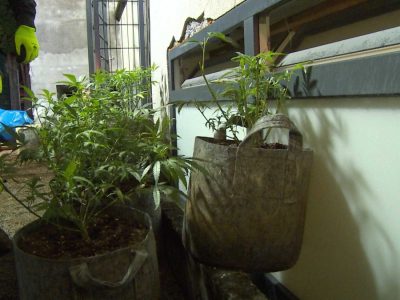 Cannabis-Plantage in Recklinghausen aufgedeckt