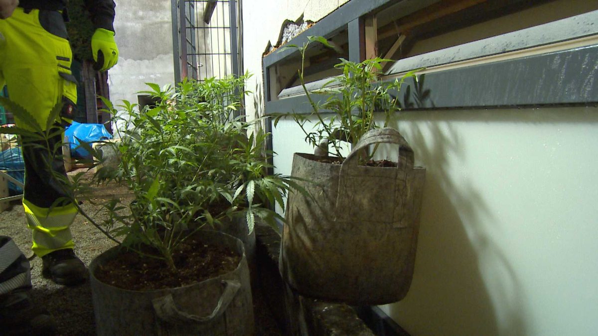 Cannabis-Plantage in Recklinghausen aufgedeckt