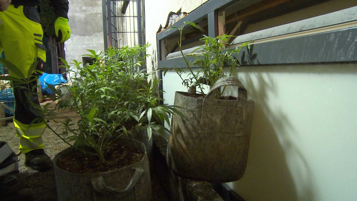 Cannabis-Plantage in Recklinghausen aufgedeckt