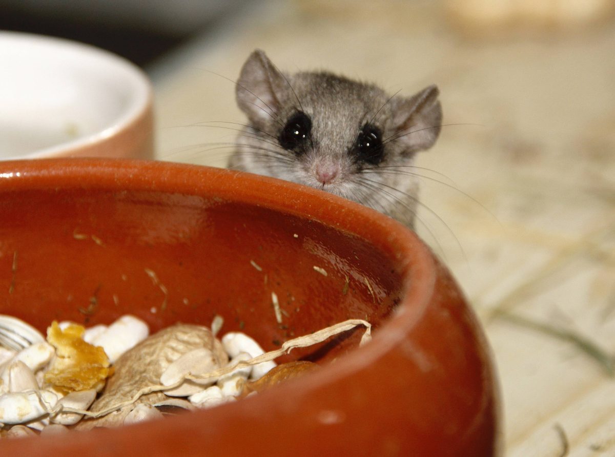 Tierheim in NRW: Dieser Fund haut selbst Tierschützer aus den Socken – „Traurige Welt“