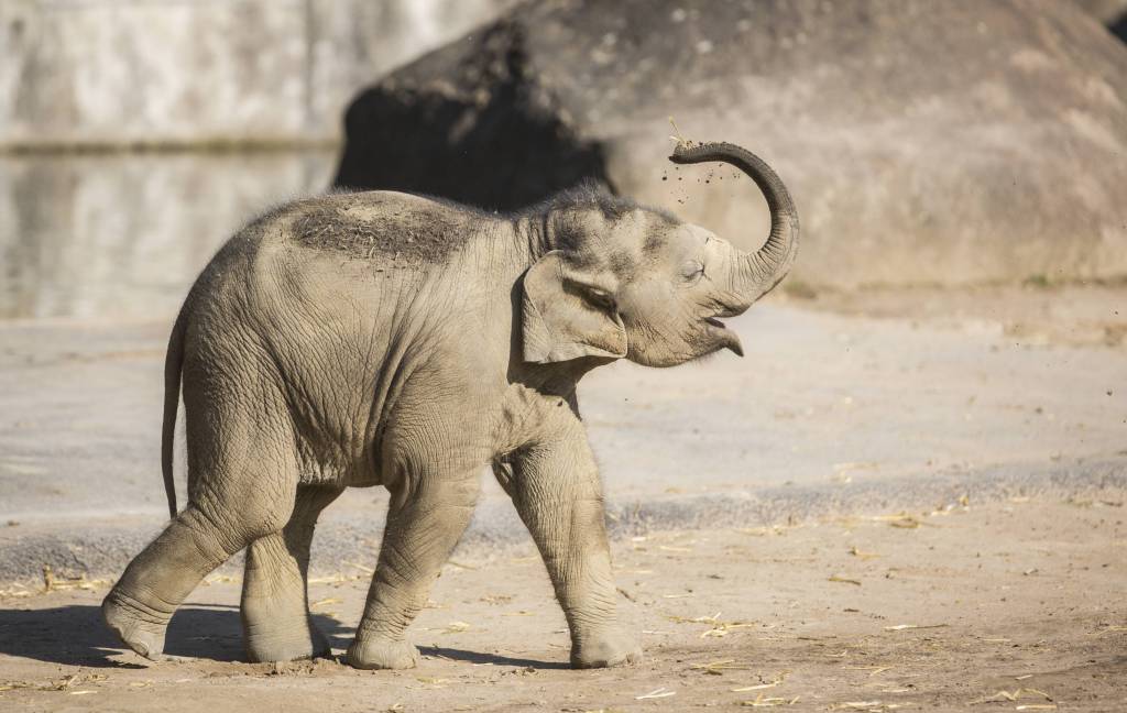 Elefantenjunges Moma im Zoo Köln in NRW