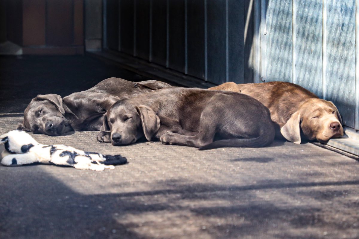 Hund in Dortmund liegen schlafend im Tierheim