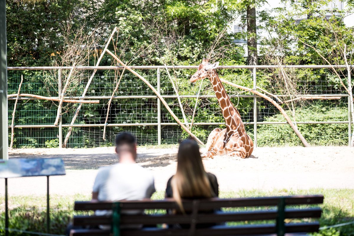 Besucher und Giraffe im Zoo Köln in NRW