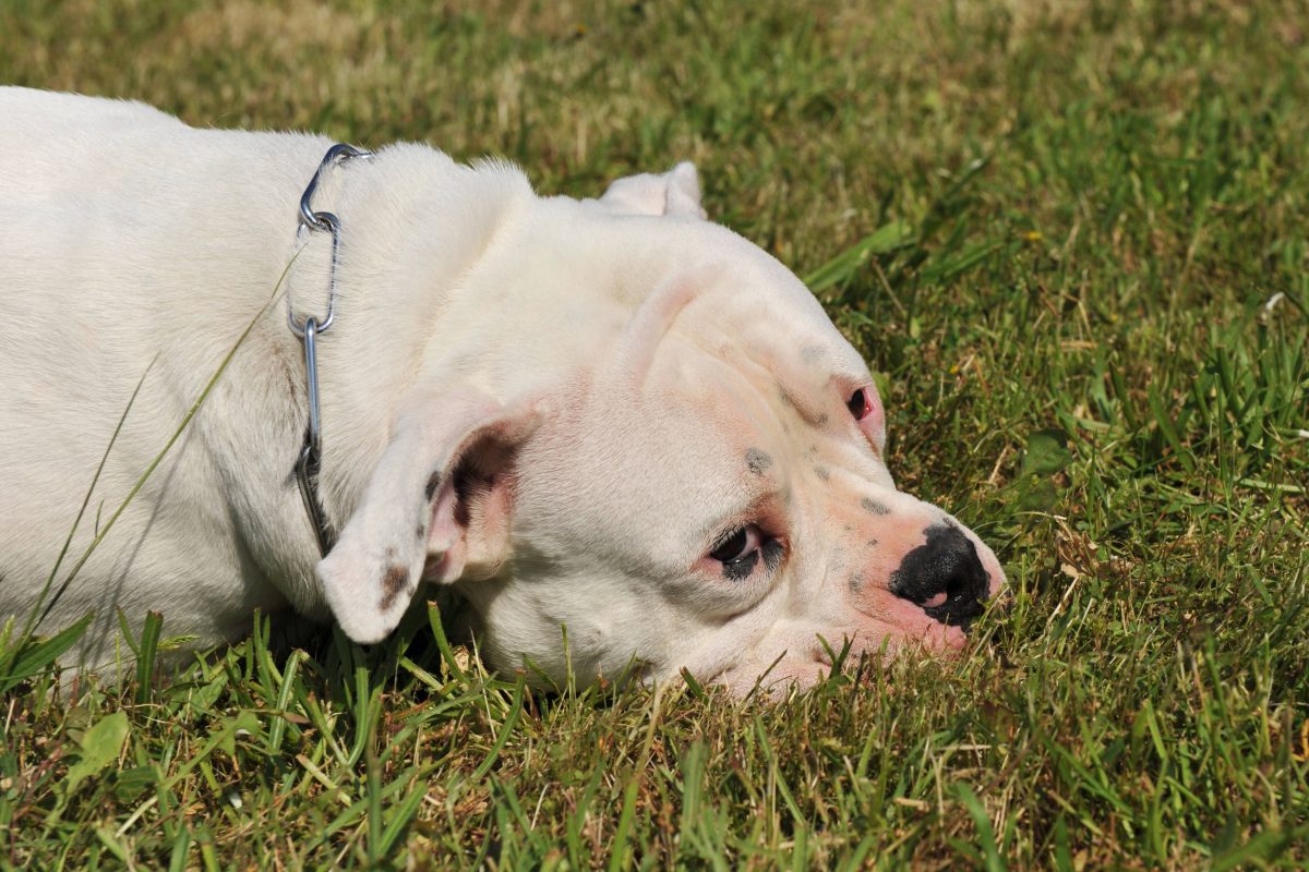 Ein besonders trauriger Fund einer amerikanischen Bulldogge macht Tierfreunde fassungslos. Der Hund wurde wohl einfach zurück gelassen.