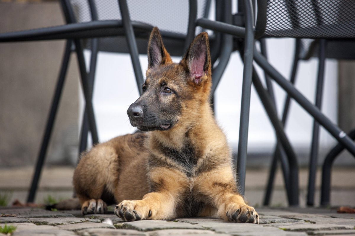 Ein Schäferhund wird vor dem Familienhaus von einem Passenten mit Messerstichen tödlich verletzt. So kam es zu der grausamen Tat.