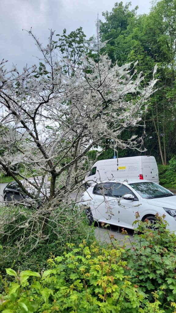 Aufnahmen von Gespinstmotten an einem Baum in Castrop (Ruhrgebiet)