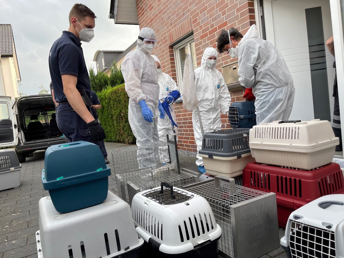 Die Katzen wurden in vielen Transportboxen gesichert.