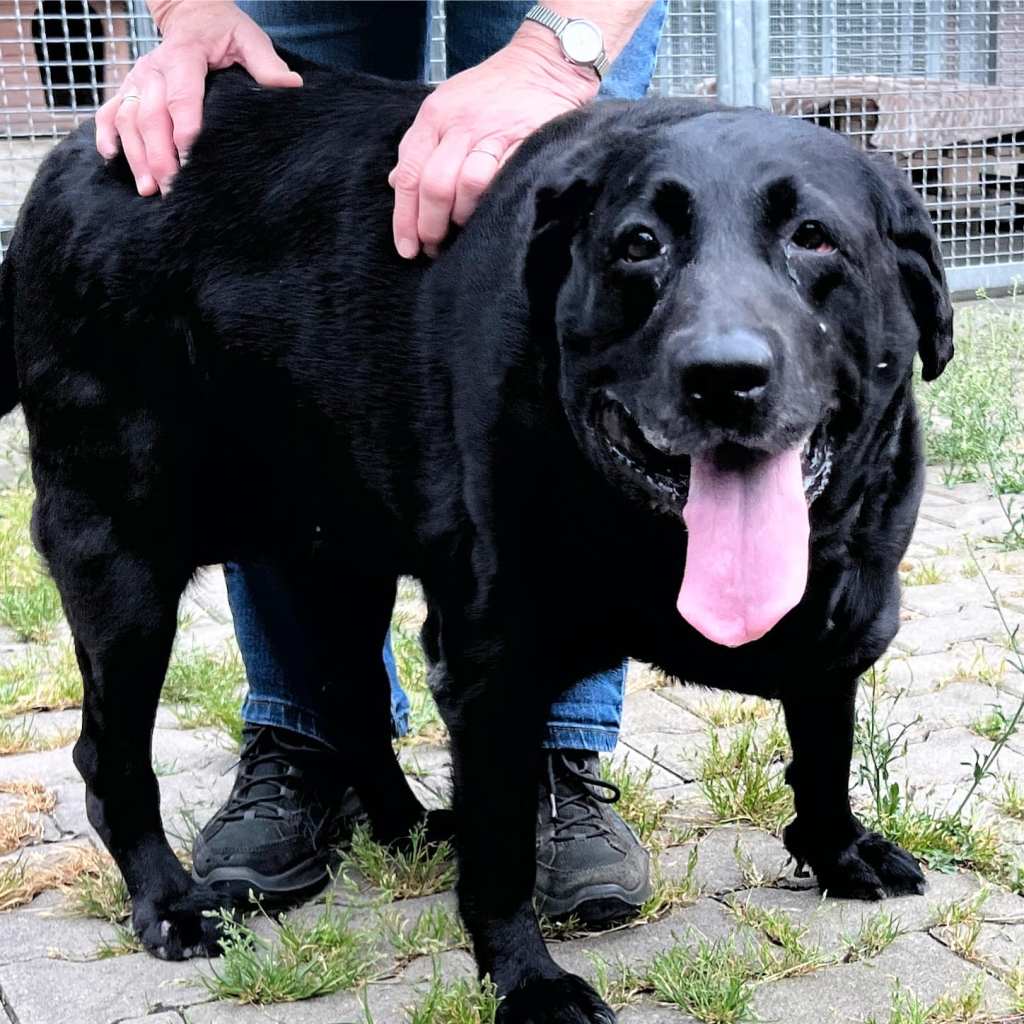 Schwarzer, dicker Hund in NRW aus dem Tierheim Köln-Dellbrück