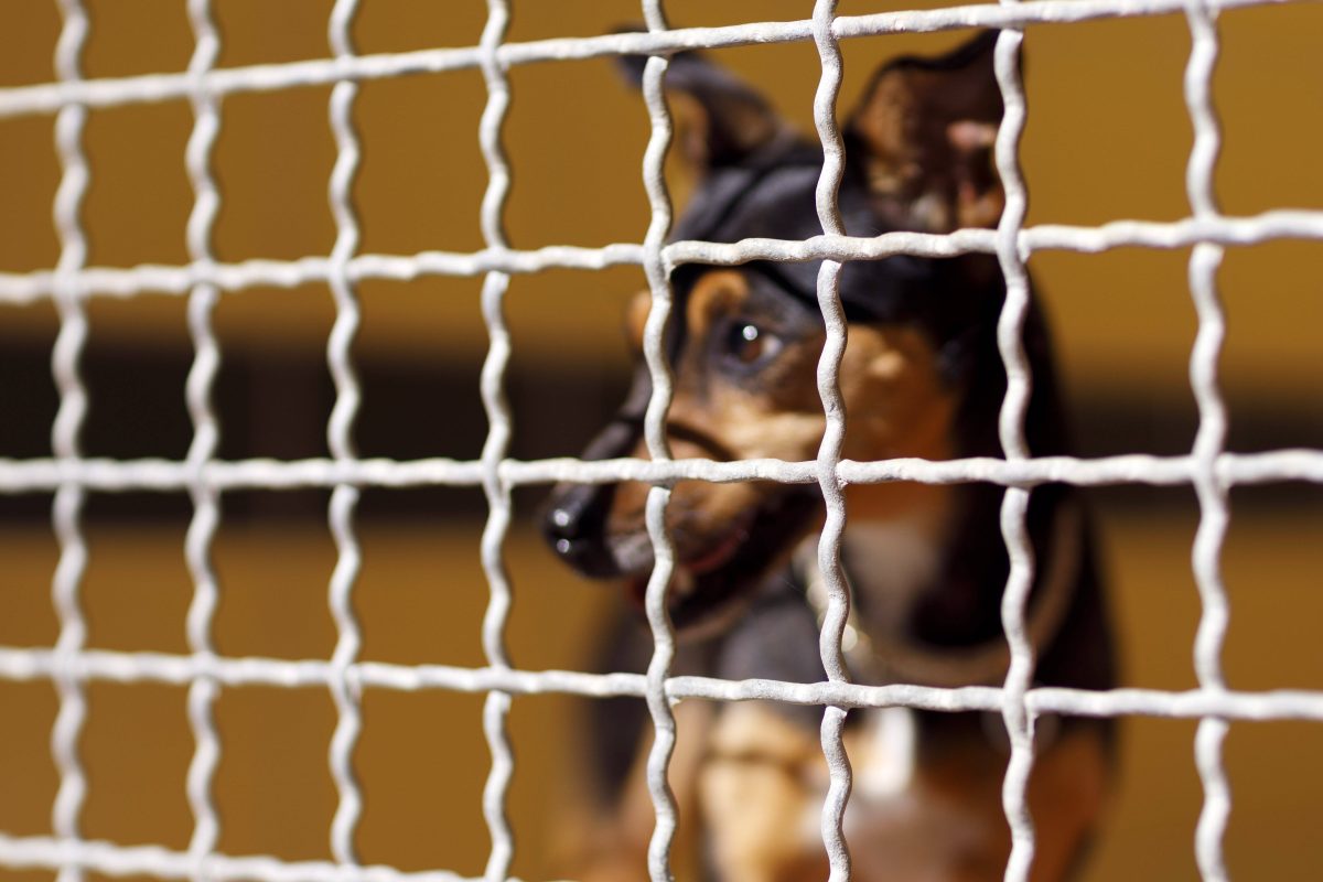 Hund blickt durch Gitterstäbe