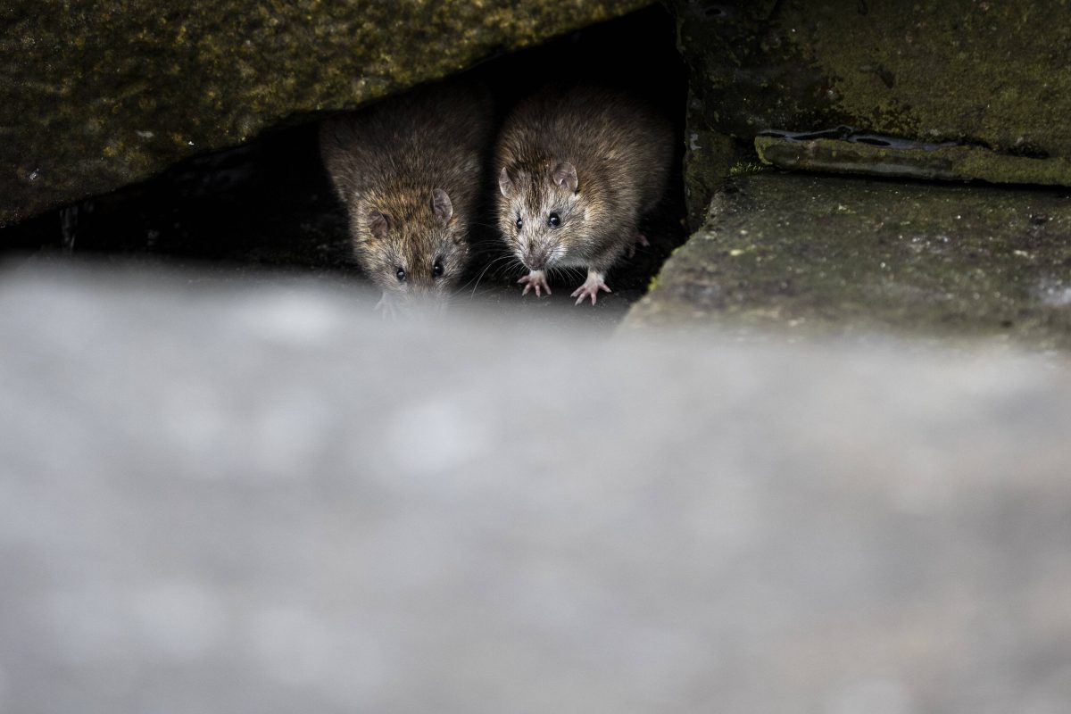 Ratten unter Steinen