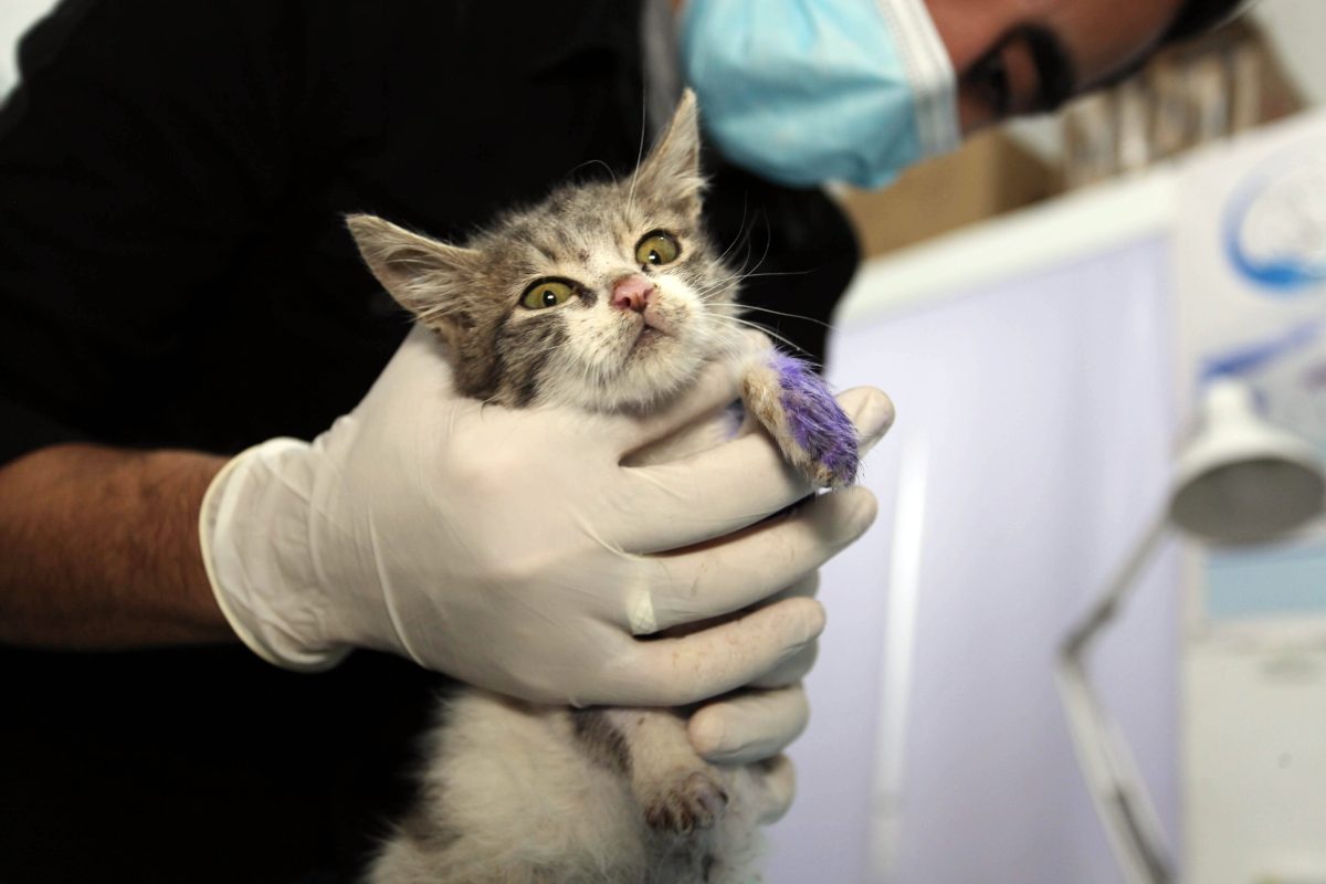 Tierarzt hält Katzenbaby in den Händen