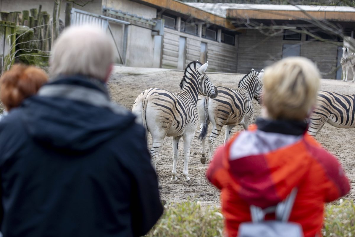 Besucher blicken auf die Zebras im Zoo Duisburg