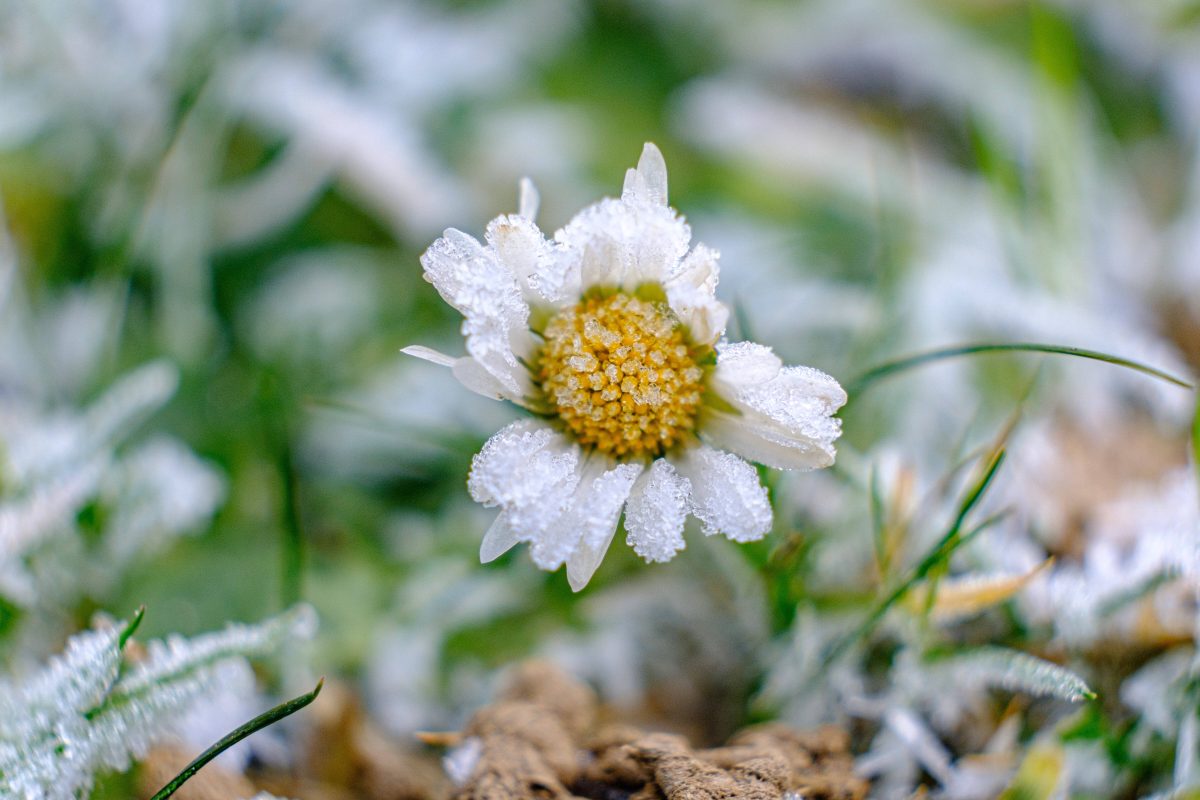 Gänseblümchen mit Frost