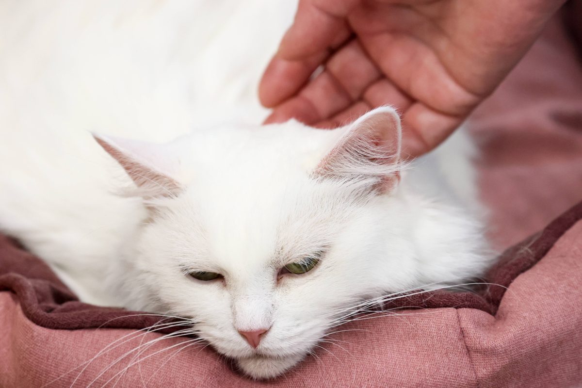 weiße Katze wird in einem Tierheim gestreichelt