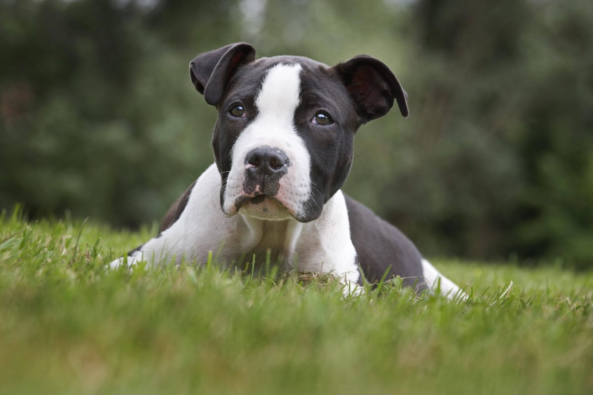 Hund bei bei Facebook gekauft – zwei Wochen später bereut es die ganze Familie