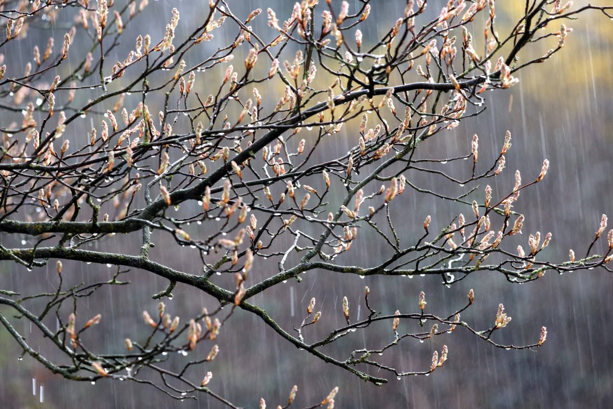 regnerisches Wetter in NRW, Knospen an Baum