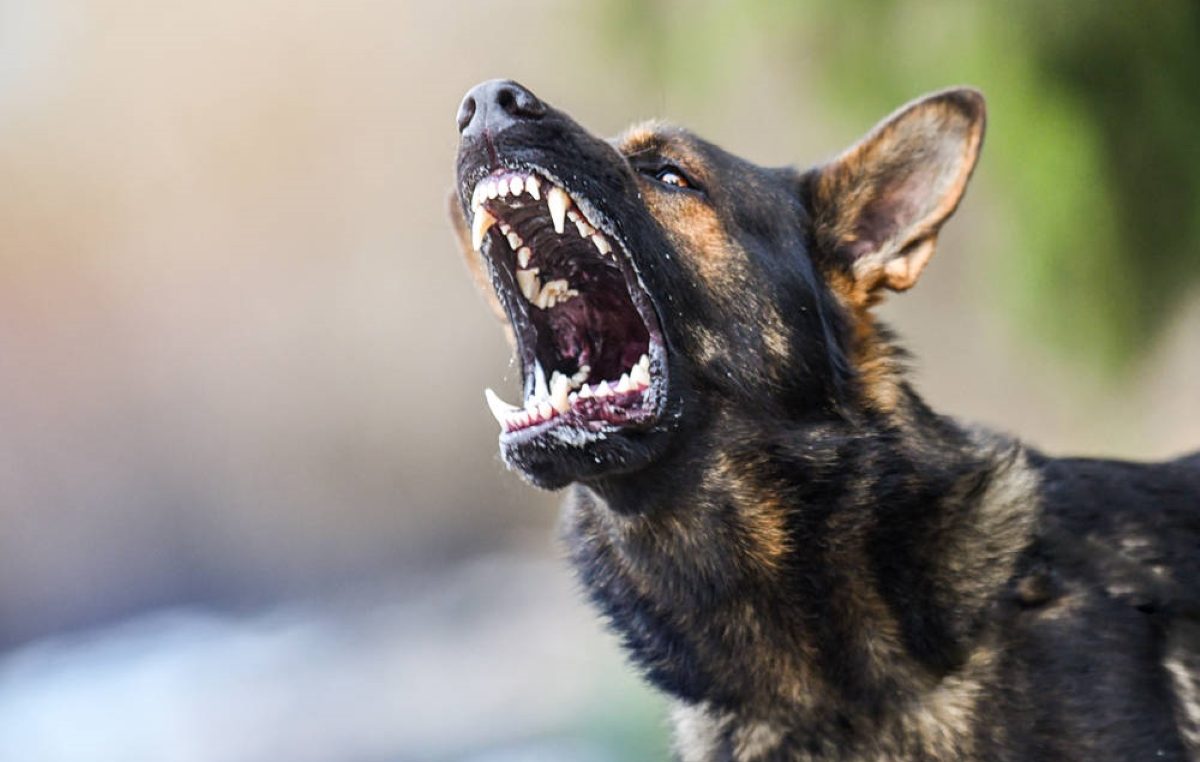 Hund zeigt seine Zähne und reißt Maul auf
