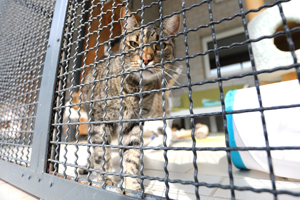 Tierheim in NRW nimmt Vierbeiner in elendem Zustand auf – in der Klinik kommt Unglaubliches heraus