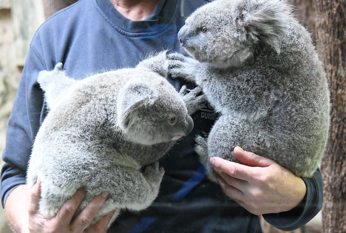 Zoo Duisburg Koalas