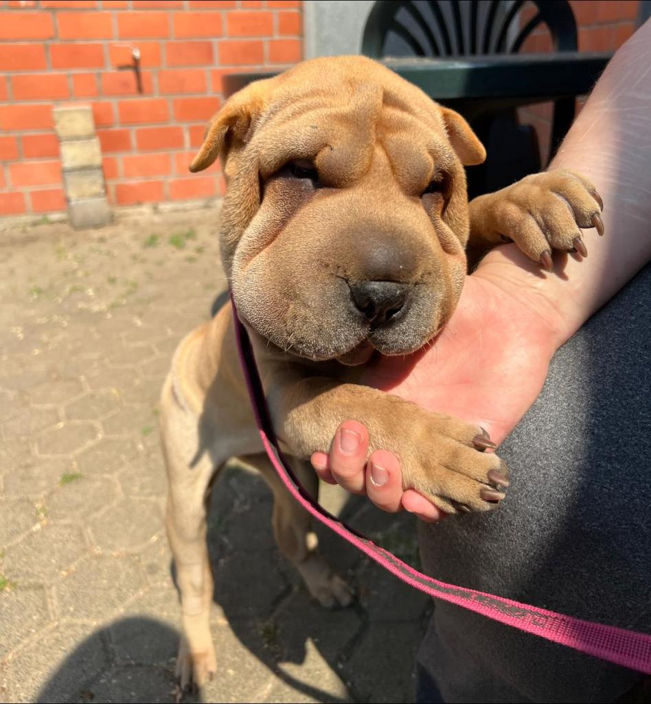 Shar Pei Hündin
