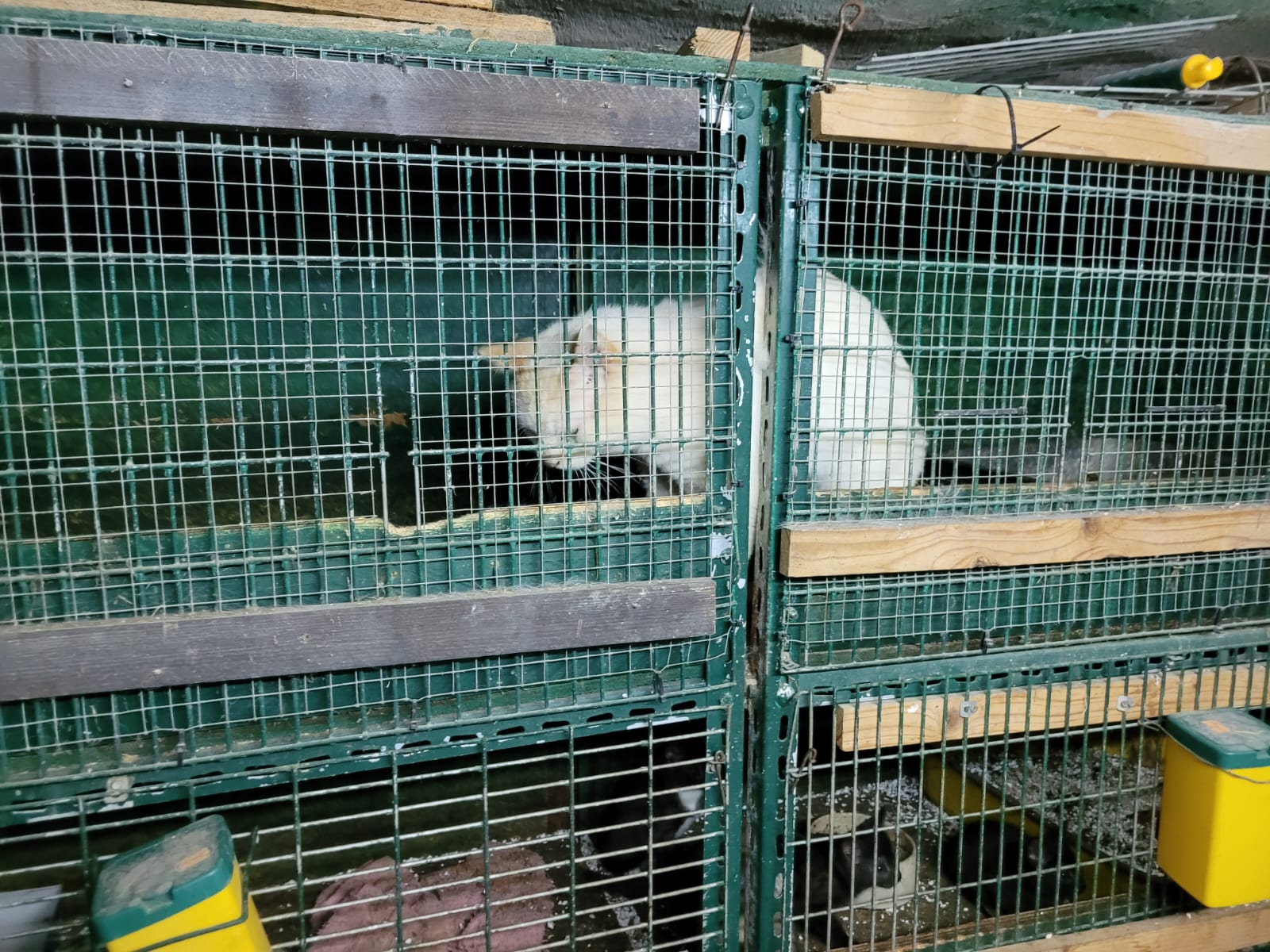 Katzen in Käfigen