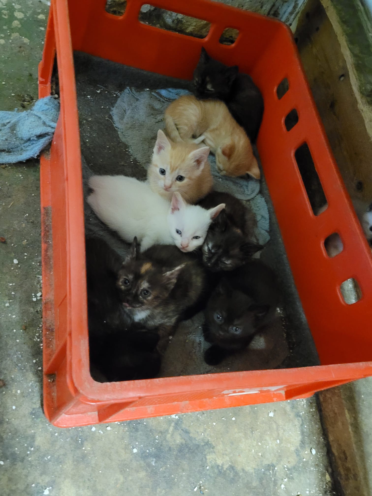 Kitten im Korb