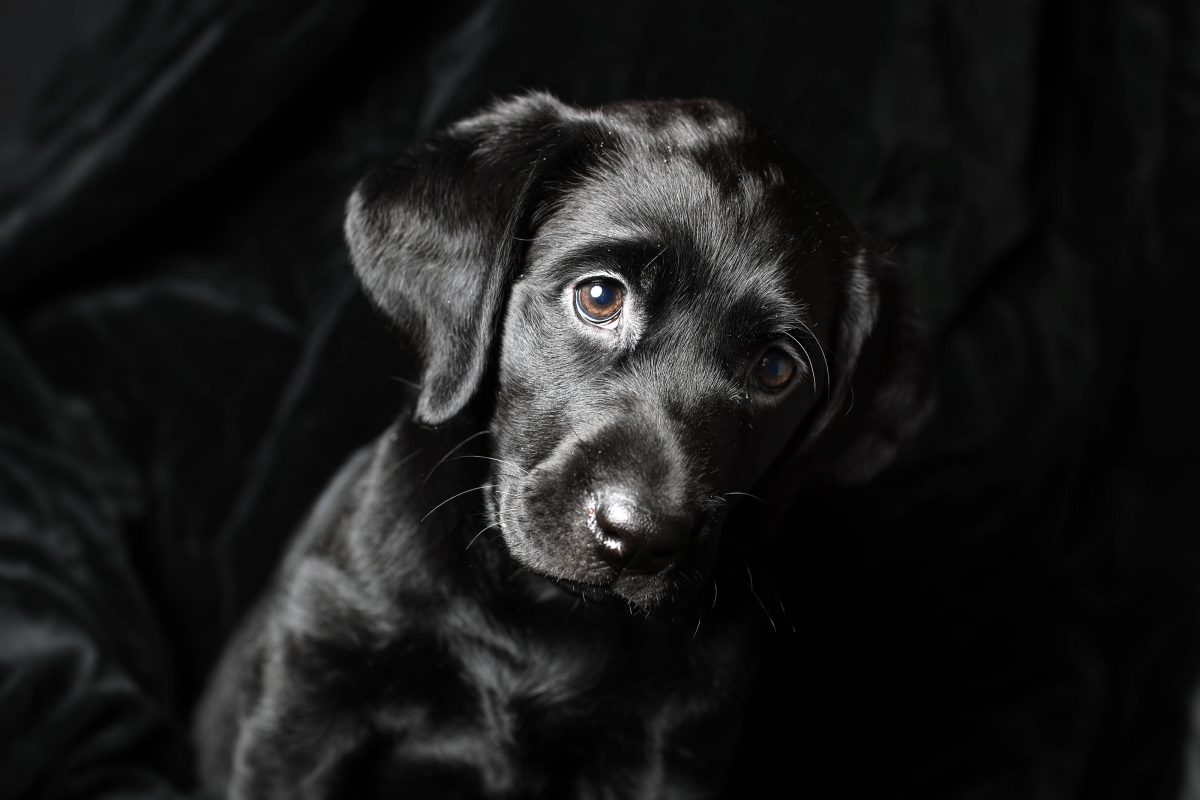 kleiner schwarzer Hund