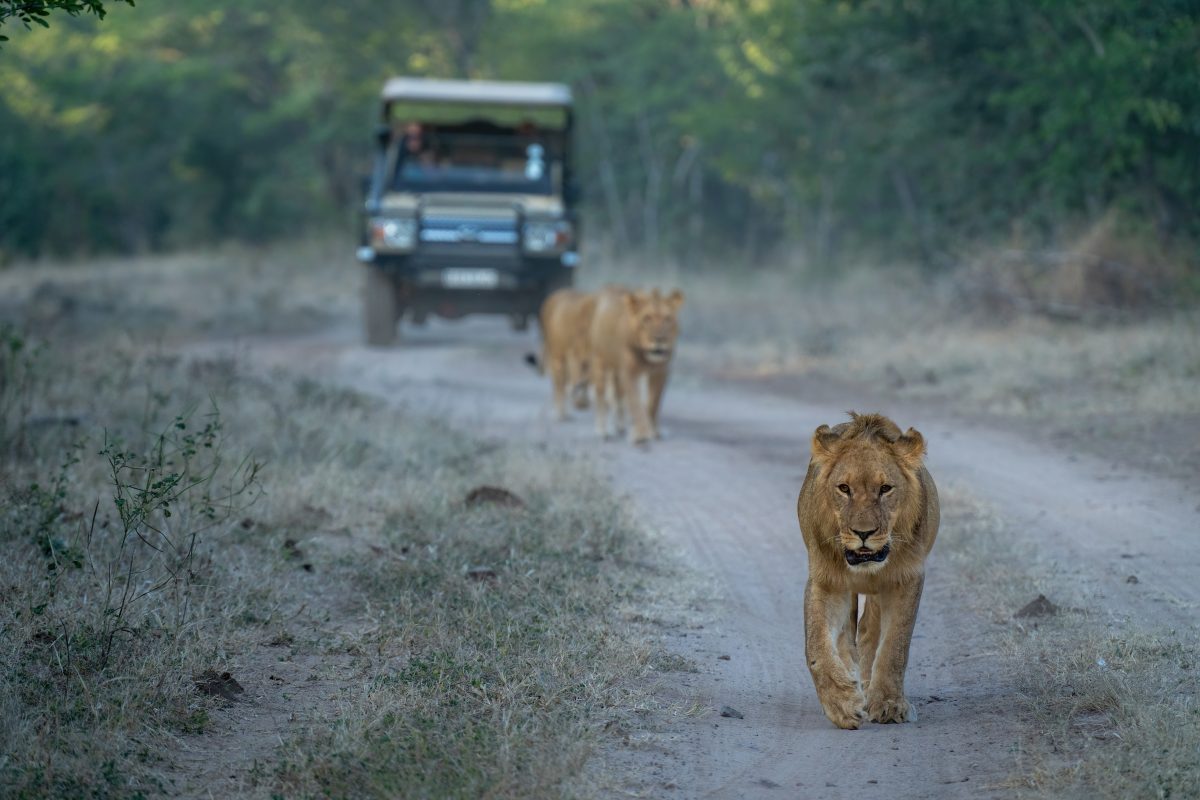 Eine Safari in der Wildnis Afrikas ist schon Erlaubnis genug. Doch für eine Touristen-Gruppe bot sich ein ganz außergewöhnliches Spektakel.
