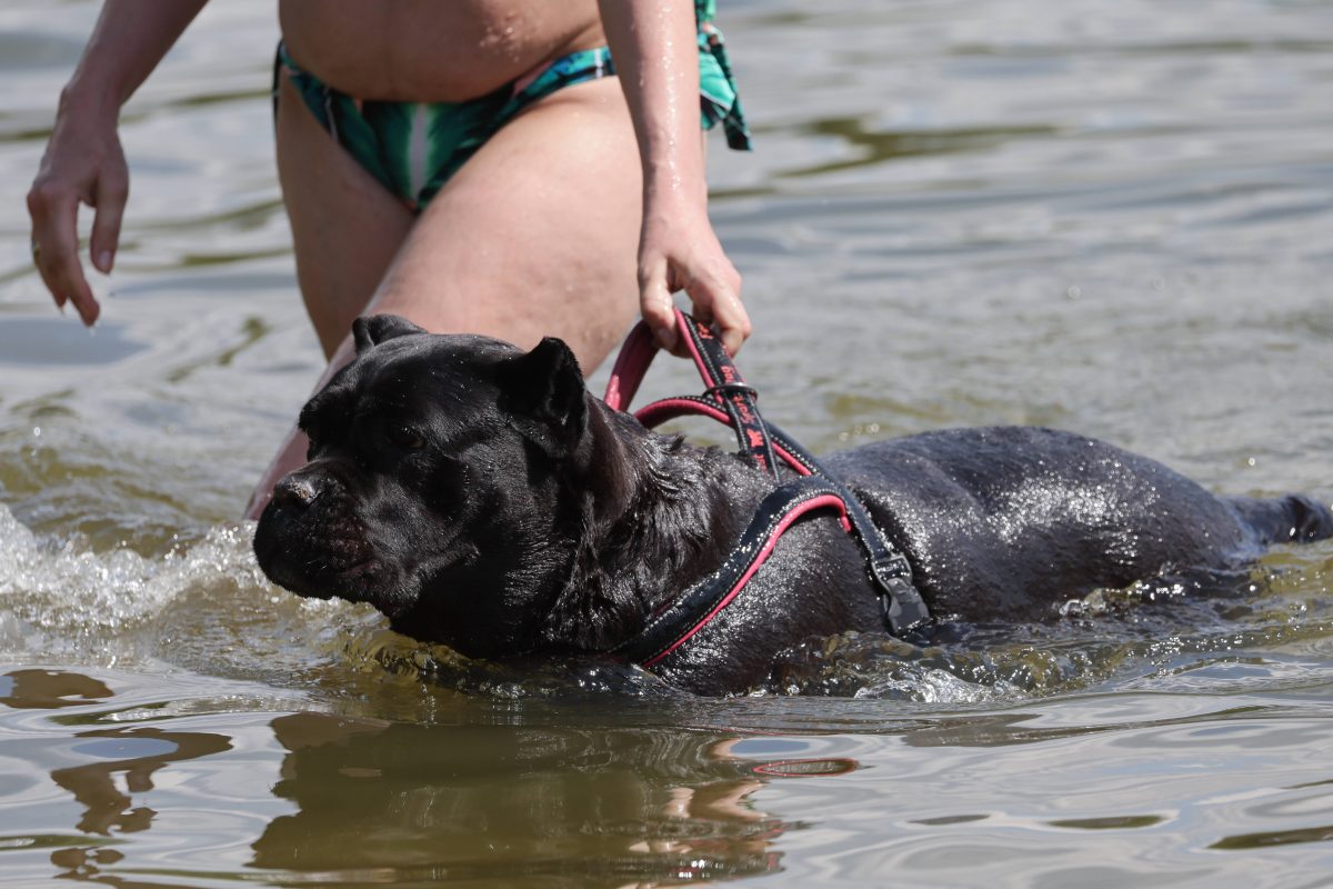 Frau im Bikini hält Hund im Wasser am Geschirr fest
